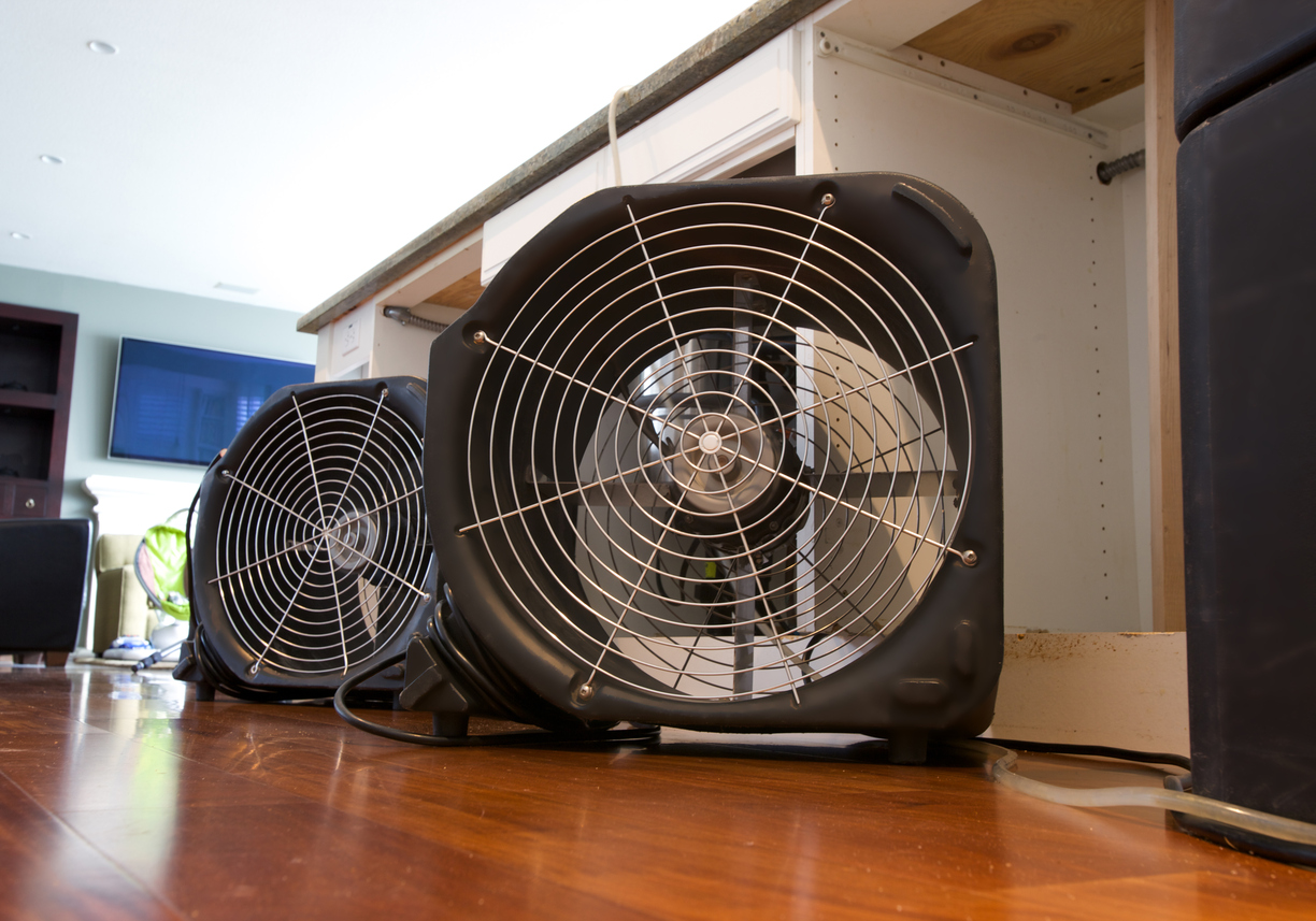 Black Mold Removal